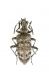 Rhagium inquisitor_Etna_female_ 007.jpg