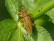 Lixus_Cervelletta_24-IV-2011_OL079.JPG