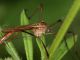 Tipulidae_Cervelletta_24-IV-2011_OL086.JPG
