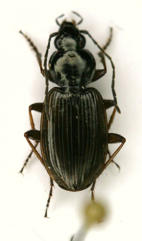 Agonum 8.5mm ozzano.JPG