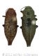 Dicerca cf w D furcatawtmk.jpg