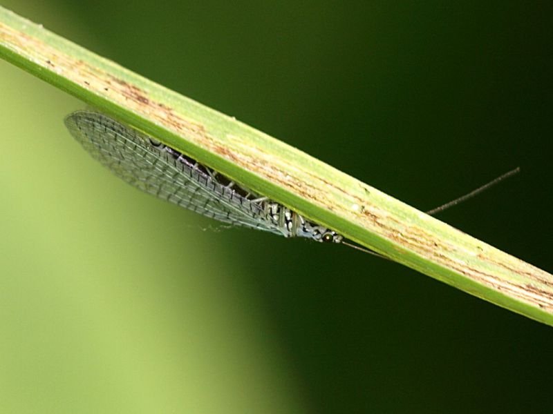 Chrysopidae_Cervelletta_24-IV-2011_OL055.JPG