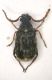 z Bruchide 02 2.4mm.JPG