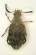 z Bruchide 02b 2.4mm.JPG