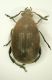 z Bruchide 05 3.3mm.JPG