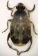 z Bruchide 06 4.3mm.JPG
