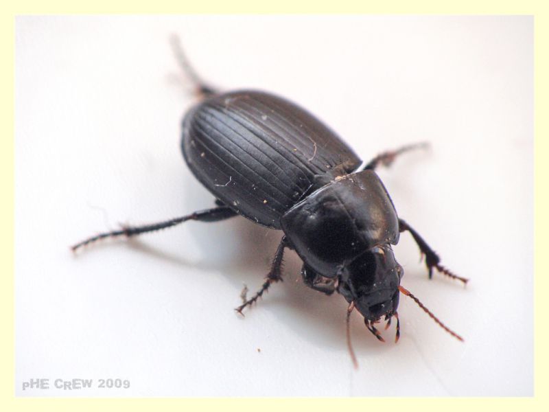 carabidae (2).JPG