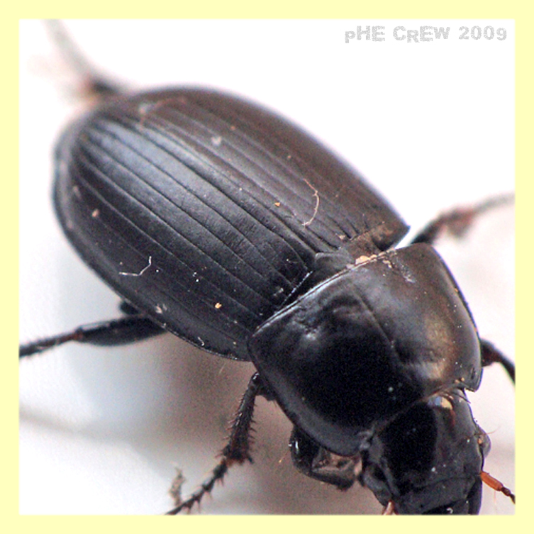 carabidae (2),,.jpg