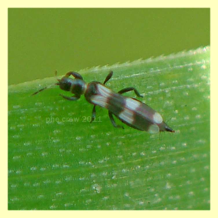 Aeolothrips sp. Anzio 24.4.2011.JPG