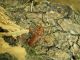 Rhamnusium algericum_male_Ain Draham 011.jpg
