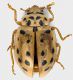 Coccinellidae_Cervelletta_24-IV-2011_4,3mm_grey.jpg