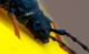 Stenopterus-rufus-.jpg
