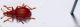 cur red.jpg