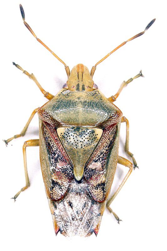 Cyphostethus_tristriatus.jpg