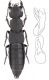 Ocypus (s.str.) olens (Müller, 1764).jpg