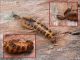 Drilus flavescens.jpg