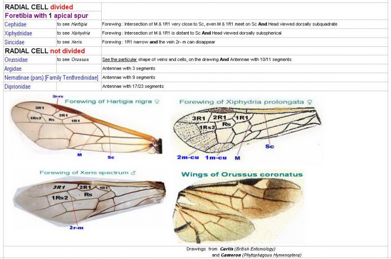 SYMPHYTA - (Image) - Keys of Families - Reste des Familles - 11.04.11 - 2.jpg