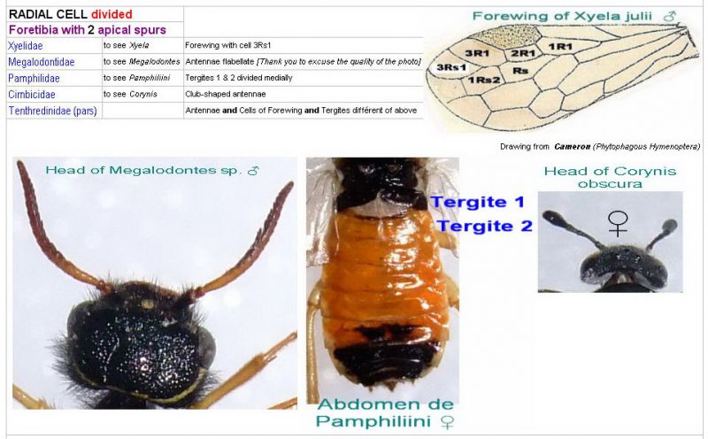 SYMPHYTA - (Image) - Keys of Families - Radiale divisée - Foretibias 2 apical spurs - 11.04.11 - 1.jpg