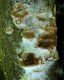Phellinus tuberculosus 8.JPG