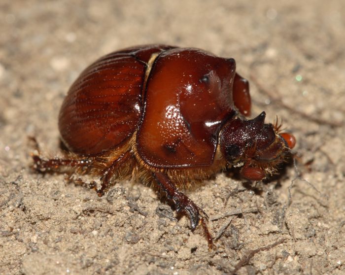 Bolbelasmus unicornis male.JPG