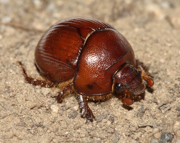 Bolbelasmus unicornis female.JPG