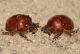 Bolbelasmus unicornis pair.JPG