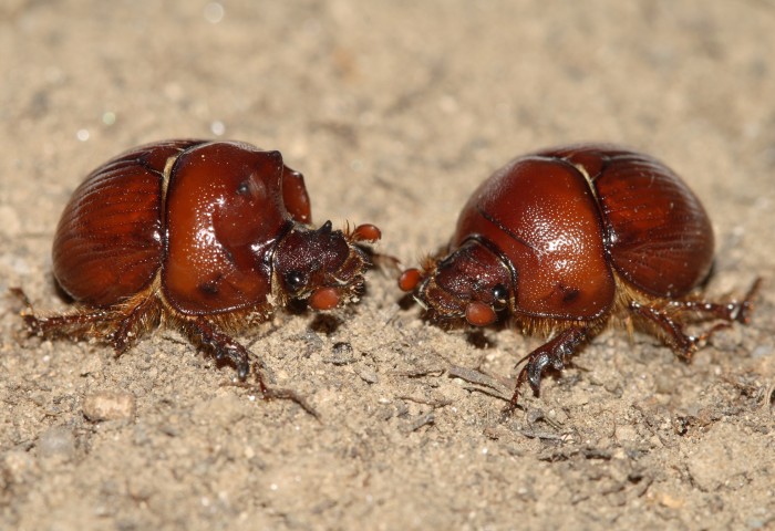 Bolbelasmus unicornis pair.JPG