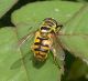 Myathropa florea.jpg