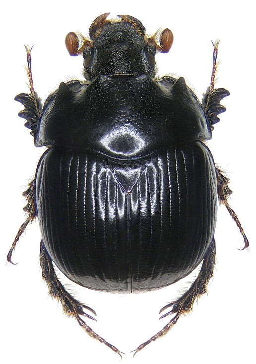 Bolbelasmus bocchus (Spain) 1.jpg