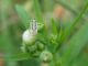 3 - Q-Z000 - F036.15 - Crap con bruco e insetti su Erigeron - 27 MAG 2009 055.jpg