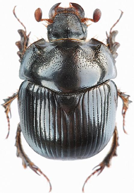 Bolbelasmus gallicus male 1.JPG