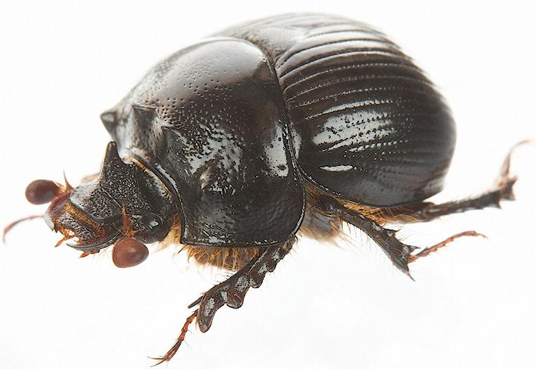 Bolbelasmus gallicus male 2.JPG