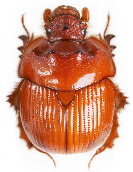 Bolbelasmus unicornis male 12mm (Slovakia).jpg