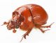 Bolbelasmus unicornis 2.JPG