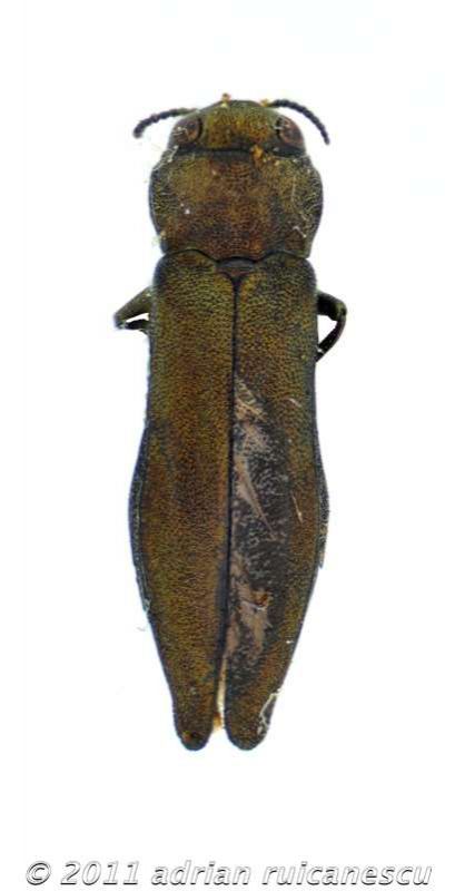 Agrilus lineolawtmk.jpg