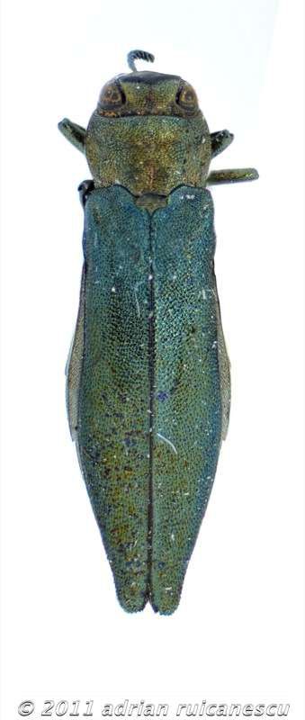 Agrilus viridis viridiswtmk.jpg