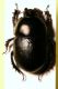 Sericotrupes niger.jpg