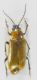 Rhagonycha nigripes (Redtenbacher, 1842) 2r.jpg