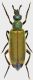 Cerocoma-female.jpg