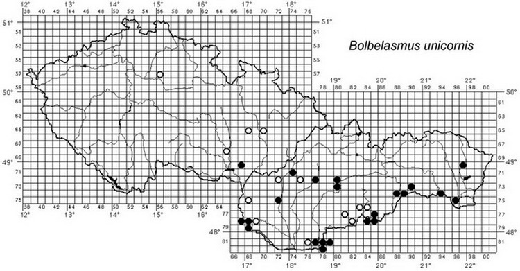 Bolbelasmus unicornis.jpg