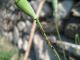 2 - Q-Z000 - F035.30 - Vigne, bruco e compagnia - 9 MAG 2009 093.jpg