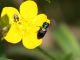 Anthaxia_scutellaris_Maccarese_8-V-2011_OL020.JPG