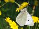 DSC_0227.jpg