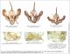 Camptogramma_bilineata_bistrigata_grisescens_genitalia_FEI_clido.jpg