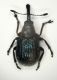 Apoderus1 2.6mm Rossi.JPG