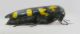 Ptosima undecimmaculata (Herbst 1784) - Buprestidae 3 r.jpg
