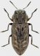 plicata.jpg