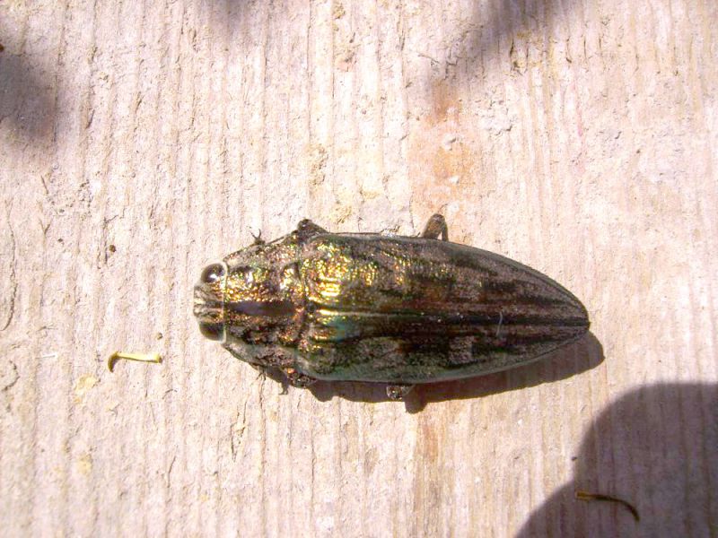 Calcophora mariana.JPG