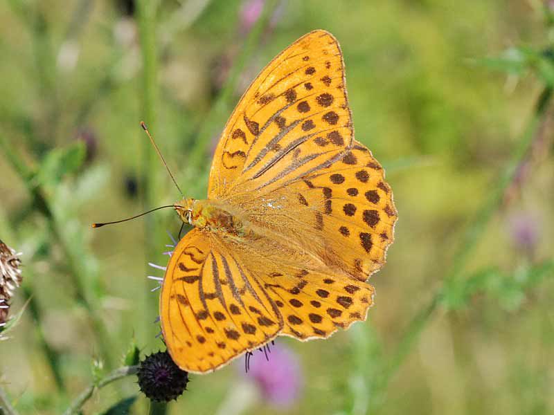 Argynnis-paphia.jpg