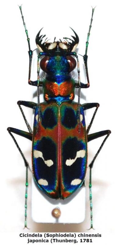 Cicindela (Sophiodela) chinensis japonica (Thunberg, 1781).JPG